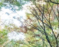 
		Gestió tècnica de l’arbrat: Biologia, diagnosi i tendències actuals en arboricultura
	