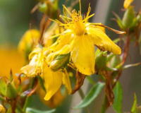 
		Curs bàsic d’identificació i elaboracions amb plantes aromàtiques medicinals
	