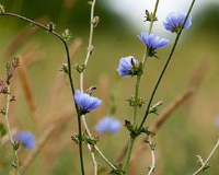 
		Reconeixement i usos etnobotànics de les plantes silvestres - Tardor
	