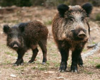 
		Qualificació per executar accions de control poblacional d'espècies cinegètiques
	