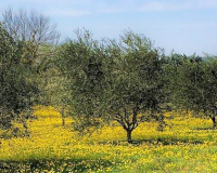 
		El conreu de l’olivera
	