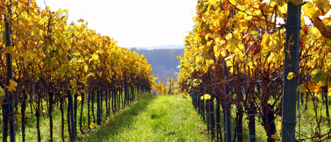 Agricultura demana activar la collita en verd com a mesura de suport al sector vitivinícola