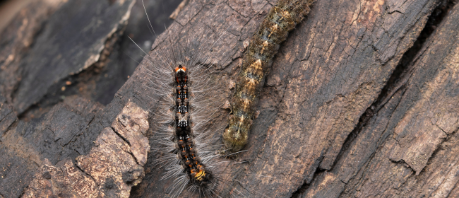 Butlletins d’informació fitosanitària per al mes d'abril de 2026