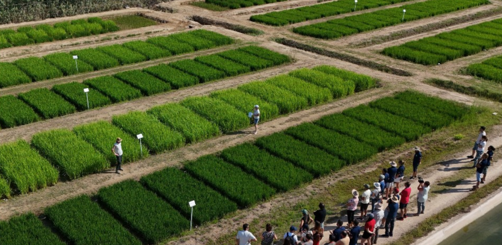 Rice Fertisart és un dels Grups Operatius que va obtenir aquest ajut en una anterior convocatòria