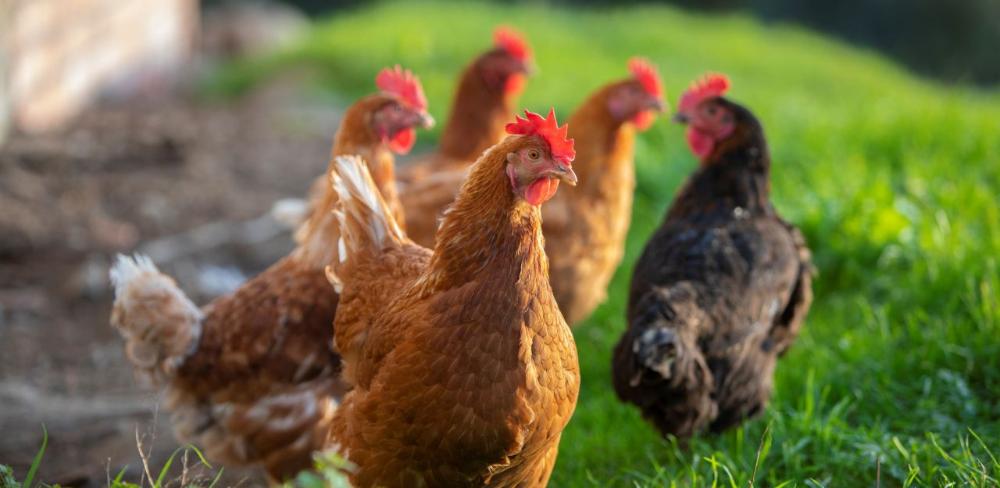 A Catalunya des del 2014 cal informar sobre la tinença de pollastres i gallines d’autoconsum al Departament d’Agricultura.