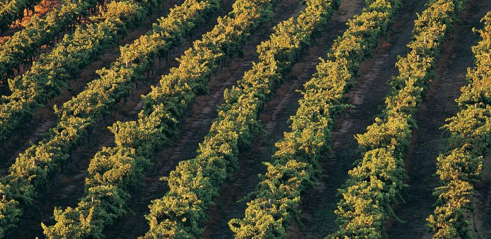 Els treballs s'han fet en conreus extensius, arròs, hortícoles, vinya i pomera