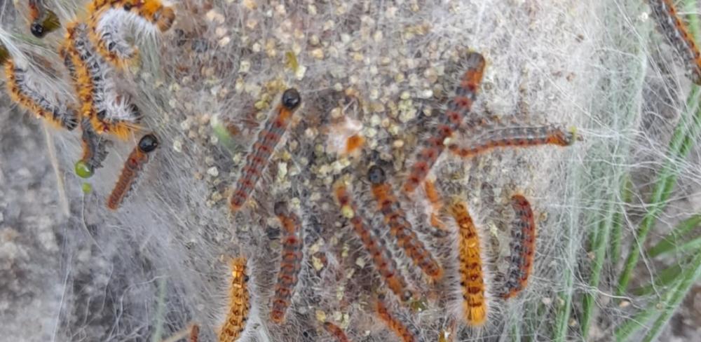 Bossa amb erugues d'un pi del Garraf