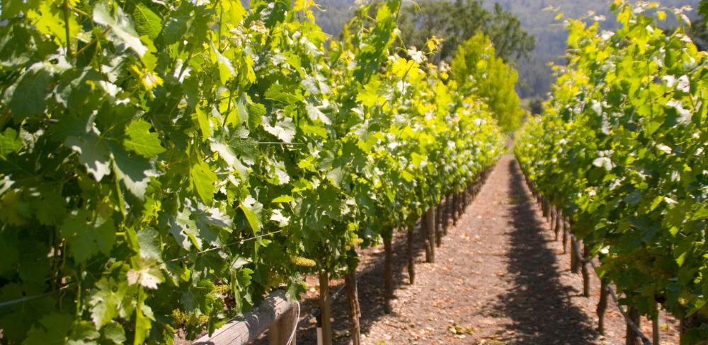 Projecte pilot innovador del Grup Operatiu 