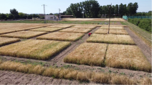  Parcel·la amb cereals d’hivern a l’Estació Experimental Agrícola Mas Badia.(Font IRTA)