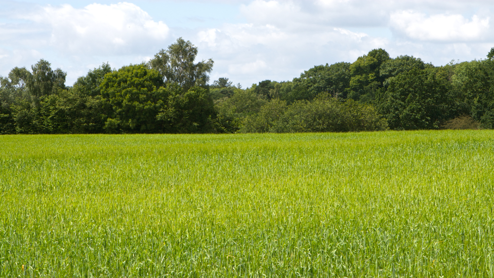 La convocatòria disposa de 7 milions d’euros per projectes de transformació i comercialització de productes agraris, entre d’altres.