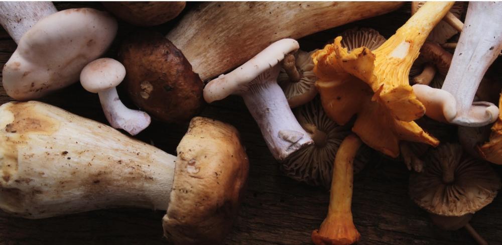 El projecte contribueix a la promoció de la bioeconomia forestal a través del desenvolupament, la innovació i la gestió sostenible dels Productes Forestals No Fusters (PFNM): resina, suro, plantes aromàtiques i medicinals (PAM), pinyó, bolets, tòfona, castanya i mel.