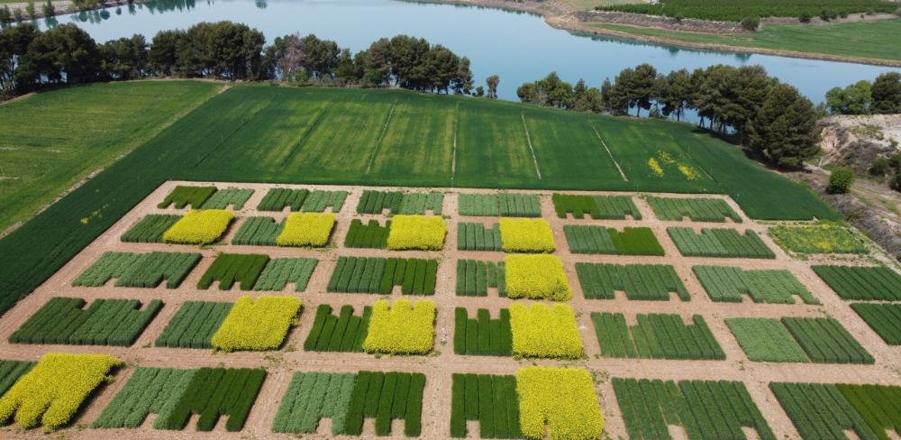 La rotació amb lleguminosa accelera la descomposició del blat