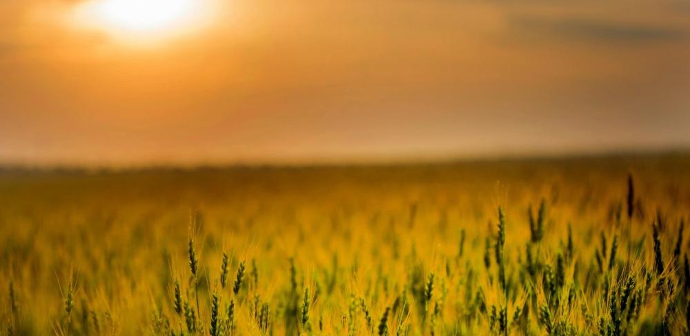 La superfície agrària de Catalunya supera les 970.000 hectàrees, amb una clara predominança del secà i una creixent pressió pels efectes del canvi climàtic