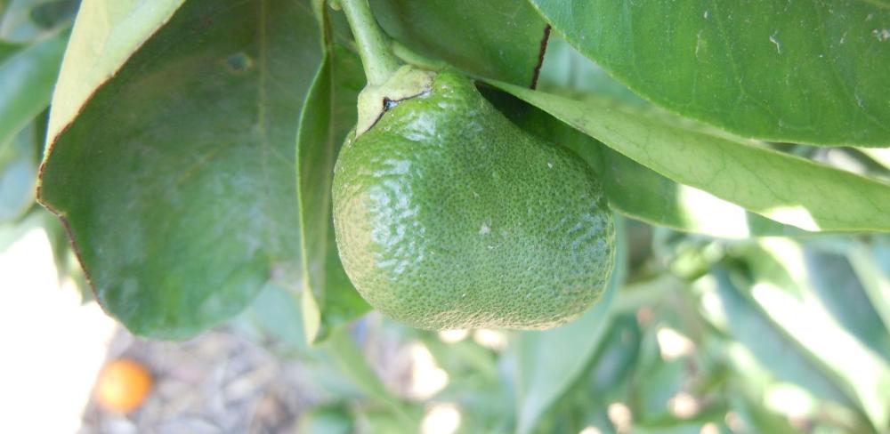 Projecte pilot innovador del Grup Operatiu 