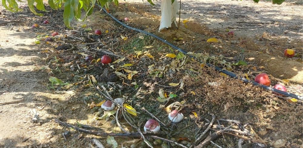 Projecte pilot innovador del Grup Operatiu 