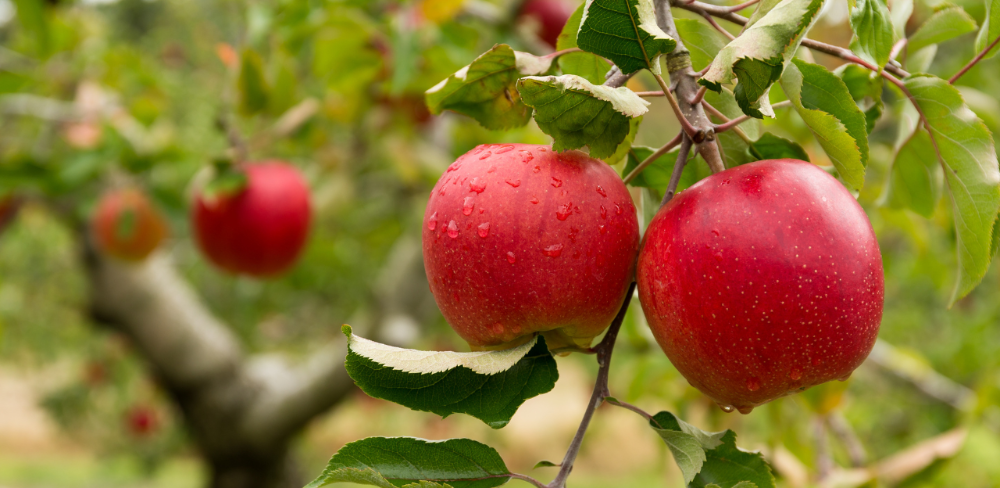 La bona qualitat de la fruita marcarà la campanya de poma i pera, tot i que les altes temperatures estan reduint els calibres del fruit