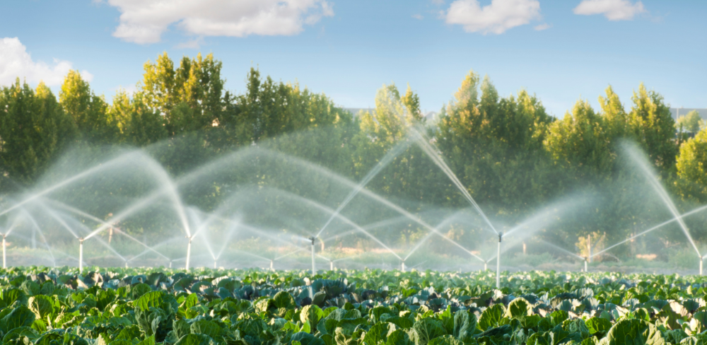 Sistema de reg en cultius hortícoles, clau per optimitzar l’ús de l’aigua en la producció agrícola.