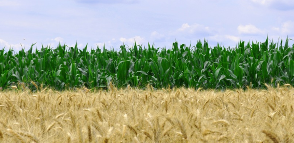 Els fertilitzants RENURE s’obtenen a partir del tractament de dejeccions ramaderes i poden substituir parcialment els adobs minerals convencionals.
