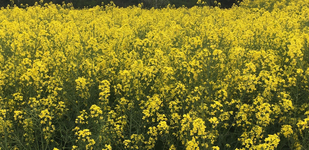 Cultiu de colza alt oleica