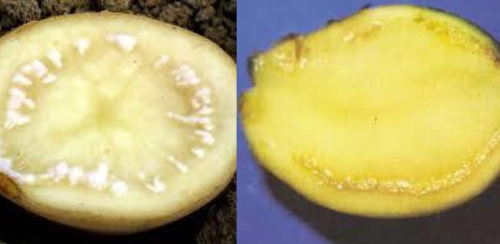 Tubercle afectat per Ralstonia solanacearum (esquerra) i Tubercle afectat per Clavibacter m.s (dreta)
			
			
				Tubercle afectat per Ralstonia solanacearum (esquerra) i Tubercle afectat per Clavibacter m.s (dreta)