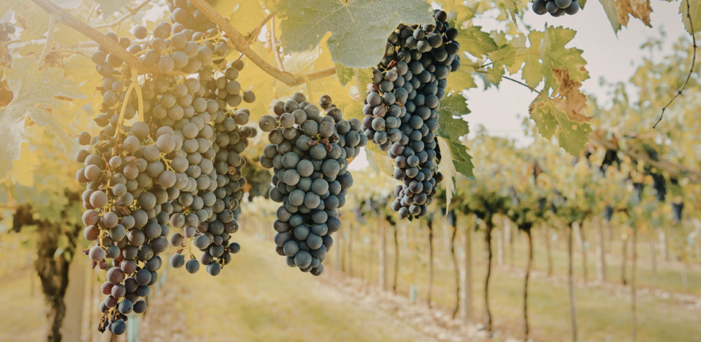 El període d'inscripció finalitzarà demà 27 de març a les 12:00h